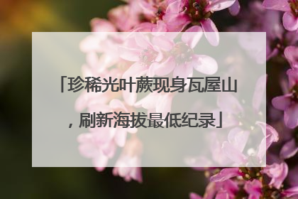 珍稀光叶蕨现身瓦屋山，刷新海拔最低纪录