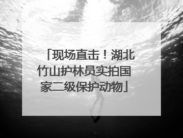 现场直击！湖北竹山护林员实拍国家二级保护动物