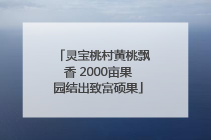 灵宝桃村黄桃飘香 2000亩果园结出致富硕果