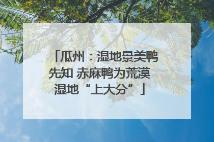 瓜州：湿地景美鸭先知 赤麻鸭为荒漠湿地“上大分”
