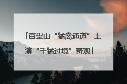 百望山“猛禽通道”上演“千猛过境”奇观