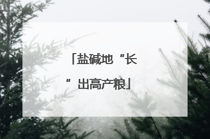 盐碱地“长”出高产粮