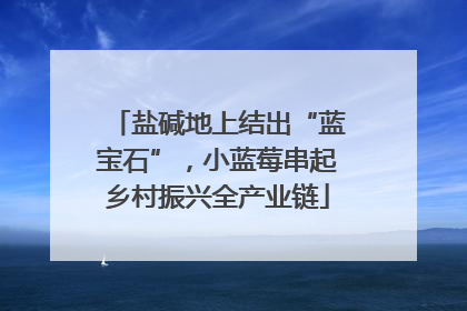 盐碱地上结出“蓝宝石”，小蓝莓串起乡村振兴全产业链