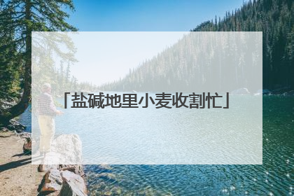 盐碱地里小麦收割忙