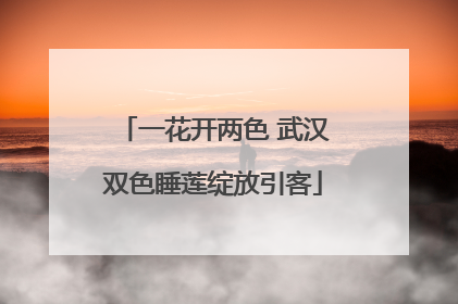 一花开两色 武汉双色睡莲绽放引客
