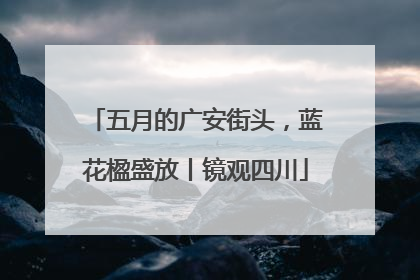 五月的广安街头，蓝花楹盛放丨镜观四川