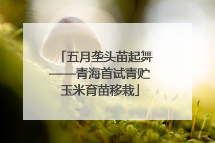 五月垄头苗起舞——青海首试青贮玉米育苗移栽