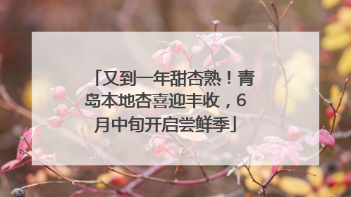 又到一年甜杏熟！青岛本地杏喜迎丰收，6月中旬开启尝鲜季