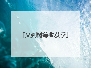 又到树莓收获季