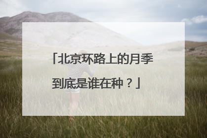 北京环路上的月季到底是谁在种？