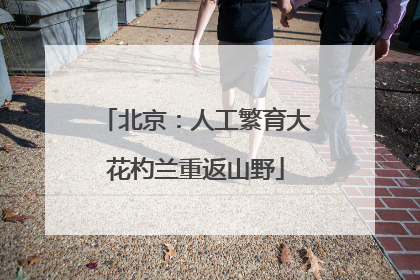 北京：人工繁育大花杓兰重返山野