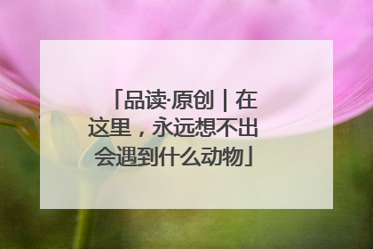 品读·原创｜在这里，永远想不出会遇到什么动物