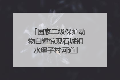 国家二级保护动物白鹭惊现石城镇水堡子村河道
