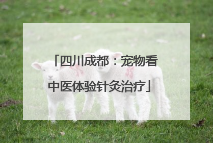 四川成都：宠物看中医体验针灸治疗