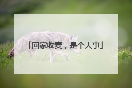 回家收麦，是个大事