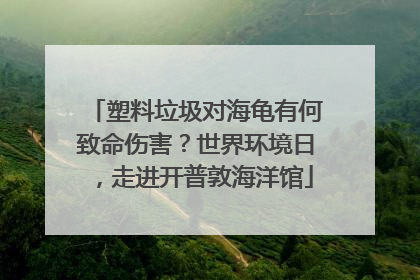 塑料垃圾对海龟有何致命伤害？世界环境日，走进开普敦海洋馆