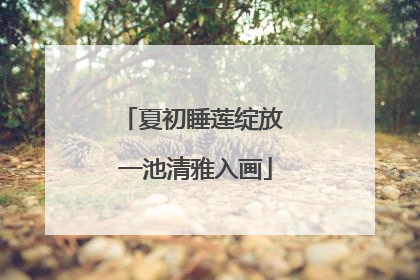 夏初睡莲绽放 一池清雅入画