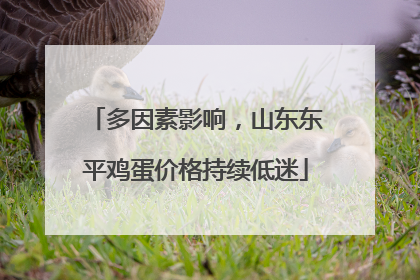 多因素影响，山东东平鸡蛋价格持续低迷