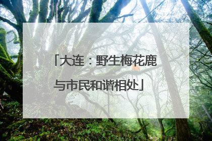 大连：野生梅花鹿与市民和谐相处