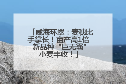 威海环翠：麦穗比手掌长！亩产高1倍 新品种“巨无霸”小麦丰收！