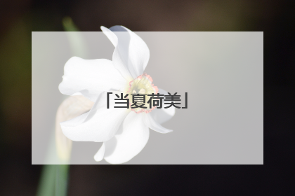 当夏荷美