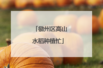 徽州区高山水稻种植忙