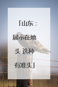 山东：展示在地头 选种有准头