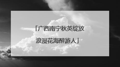 广西南宁秋英绽放 浪漫花海醉游人