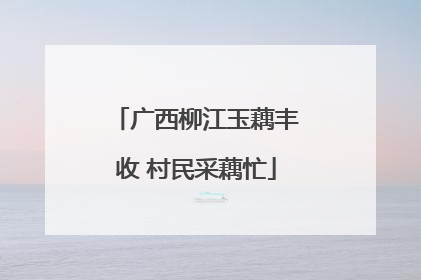 广西柳江玉藕丰收 村民采藕忙