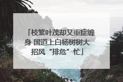 枝繁叶茂却又重症缠身 国道上白杨树树大招风“排危”忙