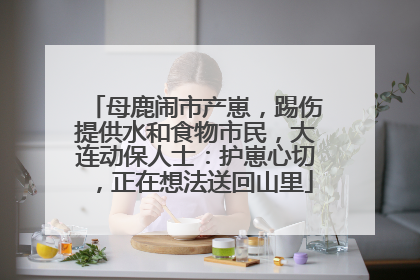 母鹿闹市产崽，踢伤提供水和食物市民，大连动保人士：护崽心切，正在想法送回山里
