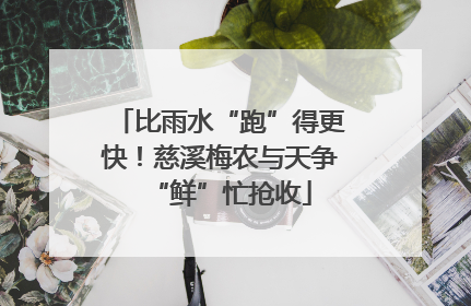 比雨水“跑”得更快！慈溪梅农与天争“鲜”忙抢收