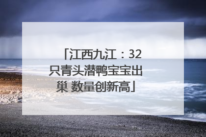 江西九江：32只青头潜鸭宝宝出巢 数量创新高