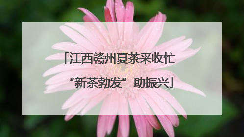 江西赣州夏茶采收忙 “新茶勃发”助振兴