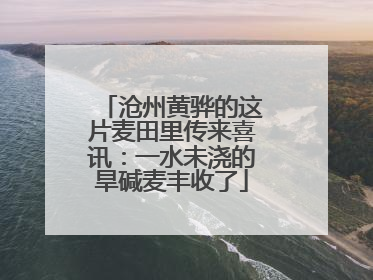 沧州黄骅的这片麦田里传来喜讯：一水未浇的旱碱麦丰收了