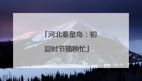 河北秦皇岛：初夏时节插秧忙