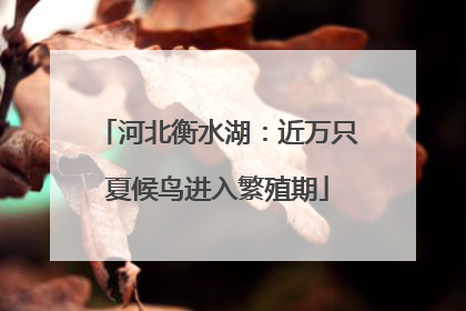 河北衡水湖：近万只夏候鸟进入繁殖期