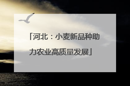 河北：小麦新品种助力农业高质量发展