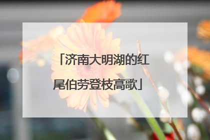 济南大明湖的红尾伯劳登枝高歌