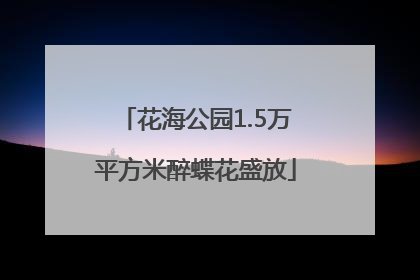 花海公园1.5万平方米醉蝶花盛放