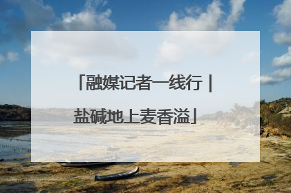融媒记者一线行｜盐碱地上麦香溢