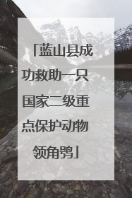 蓝山县成功救助一只国家二级重点保护动物领角鸮