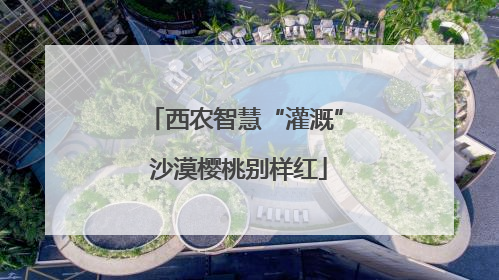 西农智慧“灌溉” 沙漠樱桃别样红