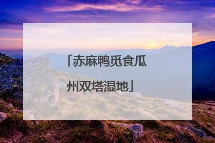 赤麻鸭觅食瓜州双塔湿地