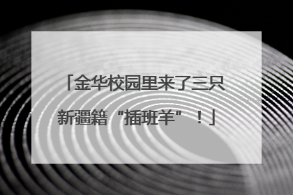 金华校园里来了三只新疆籍“插班羊”！