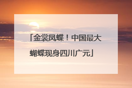 金裳凤蝶！中国最大蝴蝶现身四川广元
