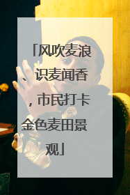 风吹麦浪、识麦闻香，市民打卡金色麦田景观