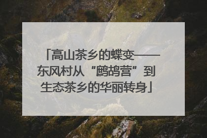高山茶乡的蝶变——东风村从“鹧鸪营”到生态茶乡的华丽转身